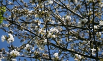 Kirschenblüten Jahn