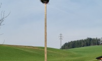 Maibäume 2022: Maibaum Groß Meinharts